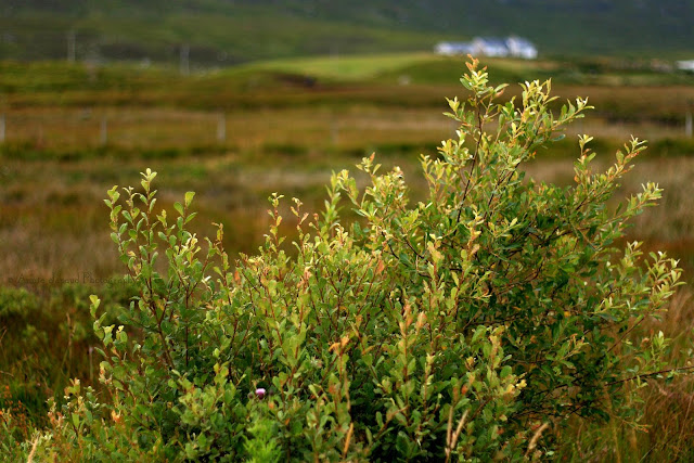 a small tree and houses on the background in Connemara