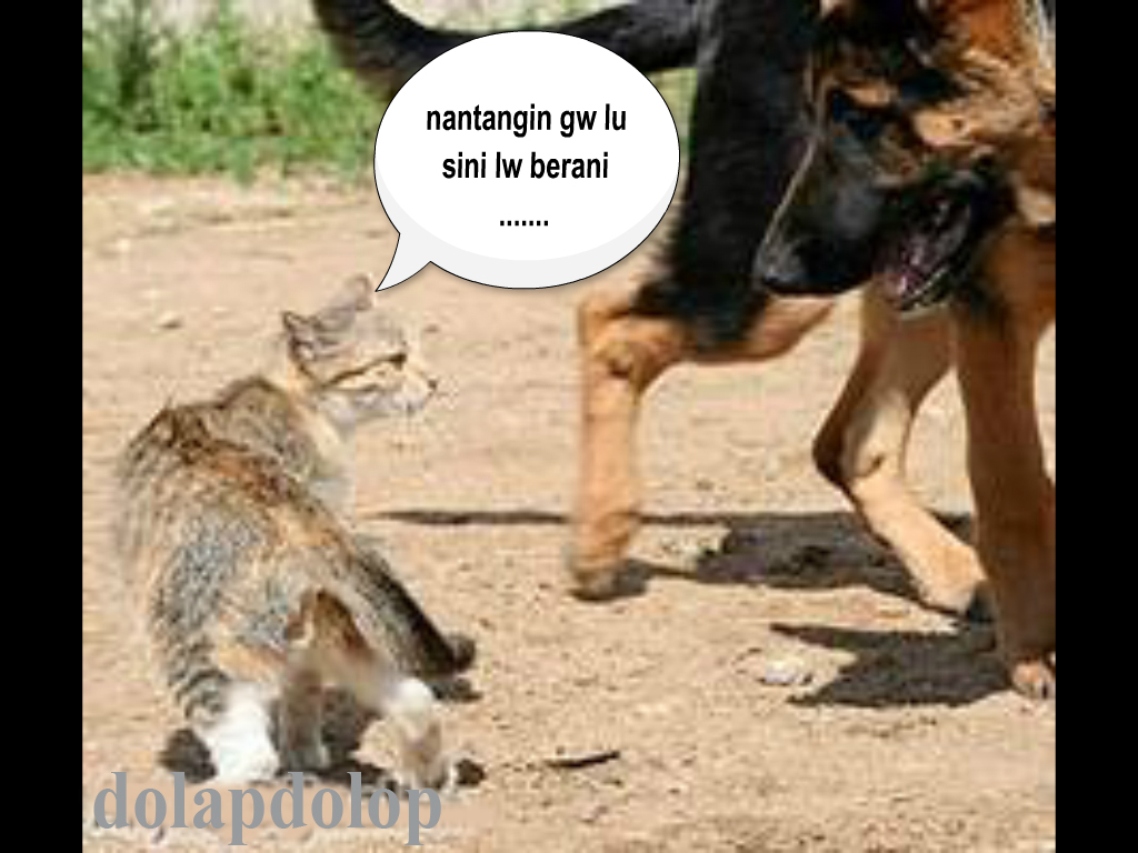 Kumpulan Gambar Lucu Anjing Gambar Gokil