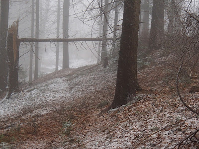 Szczawnica, szlaki turystyczne wokół Szczawnicy, Bereśnik, Bryjarka,  grzyby wiosenne, grzyby w kwietniu, atak zimy