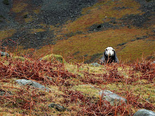 Wasdale Valley