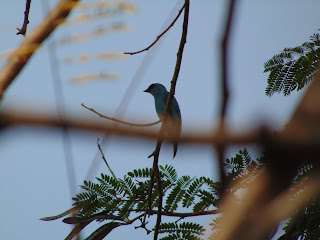 Verditer Flycatcher