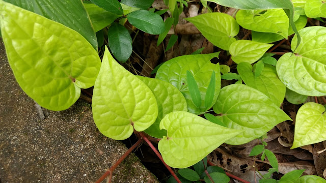 Betel Leaves