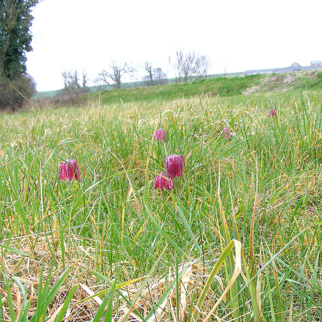 Snakeshead Fritillary Fritillaria meleagris, Indre et Loire, France. Photo by Loire Valley Time Travel.