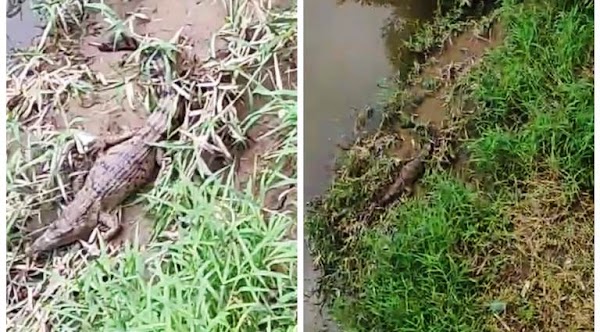 Heboh Penampakan Buaya di Sungai Deli, Begini Penjelasan BBKSDA Sumut
