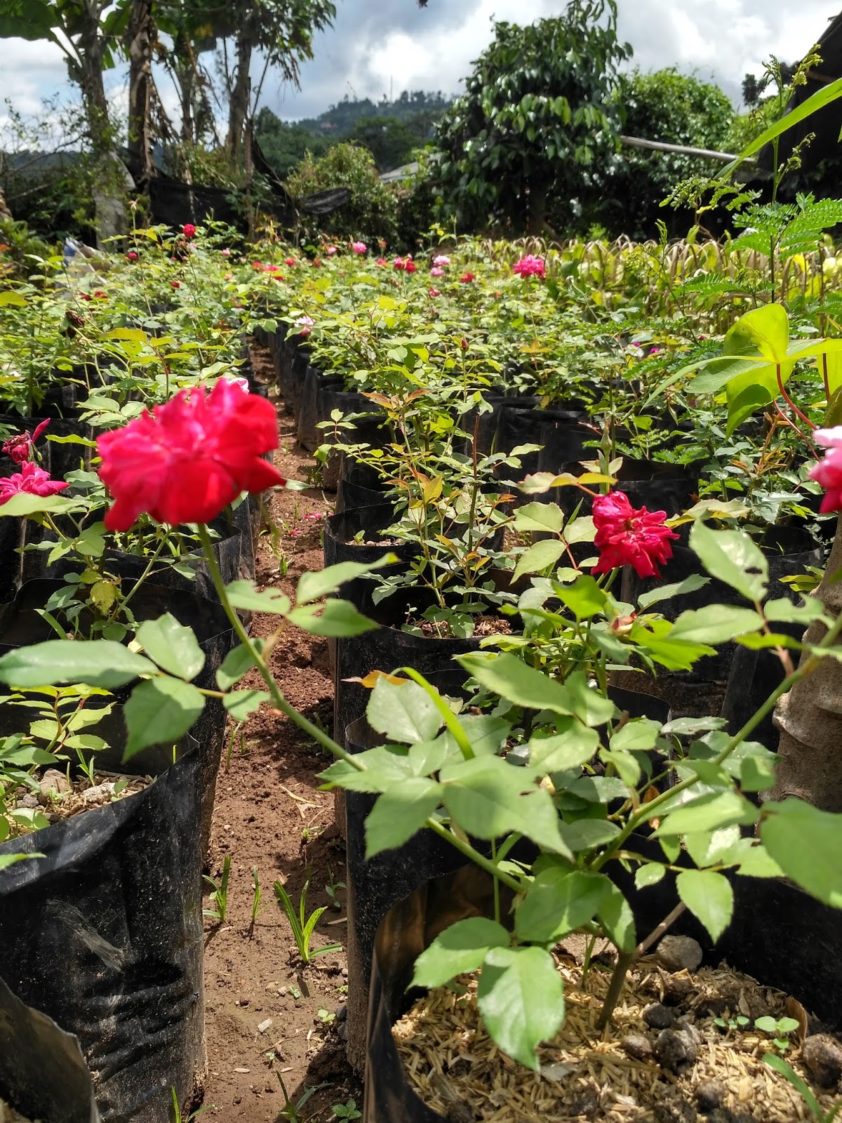 JUAL TANAMAN HIAS MAWAR KAMPUNG  MERAHToko tanaman hias 