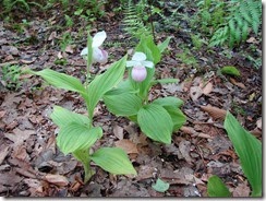 Lady Slipper