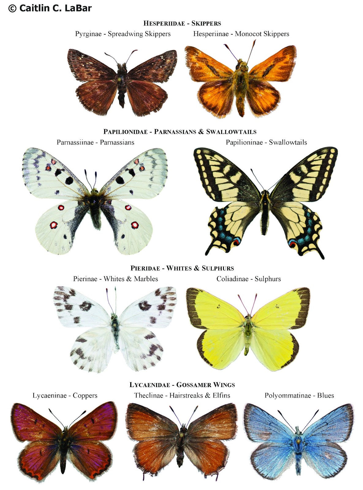 7 different types of flowers Types of Butterflies with Pictures and Names | 1185 x 1600