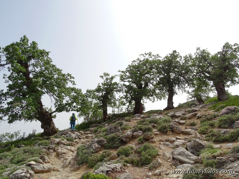 Quejigales-Tajo del Canalizo-Enamorados-Cerro Alto