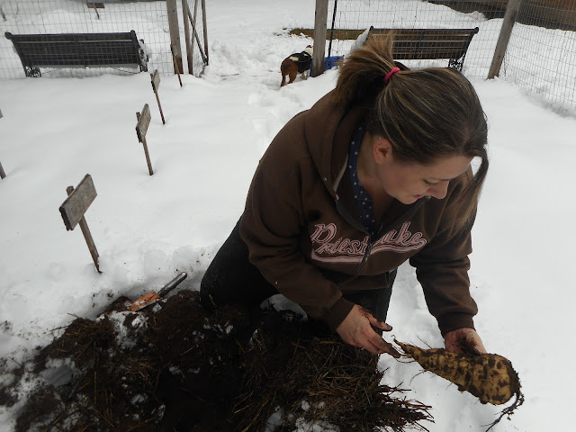 Winter gardening in North Idaho zone 5B