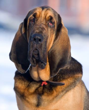 BLOODHOUND