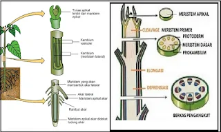 meristem tissue