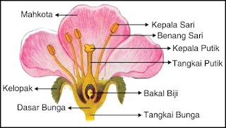 Gambar Bunga dan Bagian-bagiannya