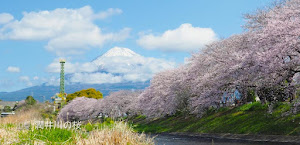 潤井川（龍巌淵）の桜と富士山の絶景を再び！