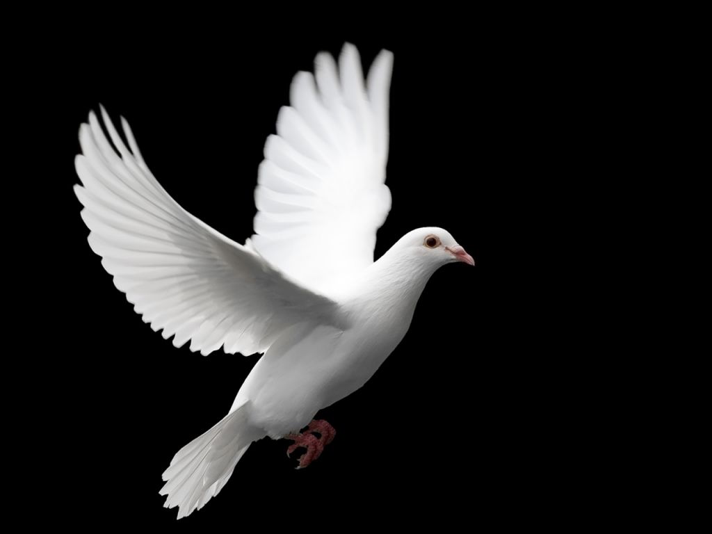 white dove flying black background wallpaper