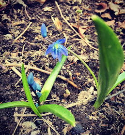 idänsinililja pieni kasvi siniset kukat myrkyllinen