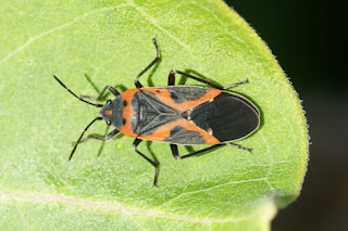 Petite punaise de l'asclépiade (Lygaeus kalmii)