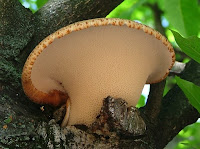 Polyporus squamosus