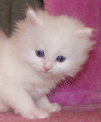 very own ragdoll kitten