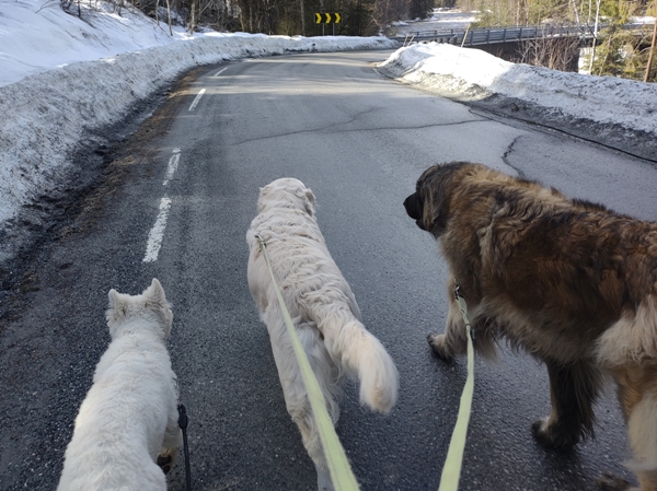 hvit gjeterhund leonberger golden retriever