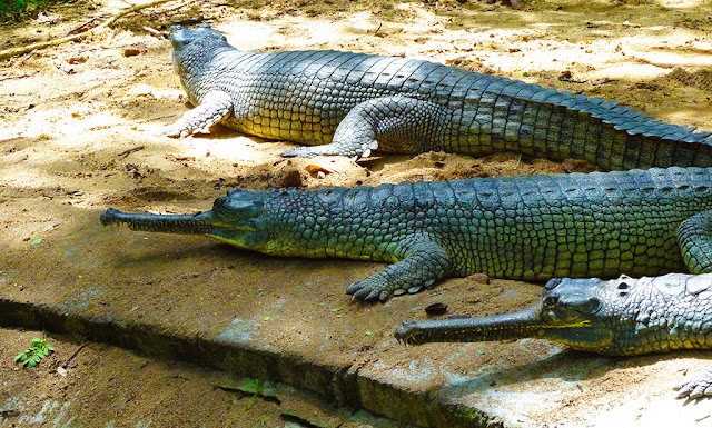 Gavialidae in Zoo, Bannerghatta National Park, Bangalore