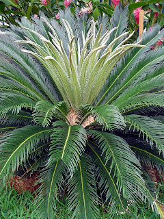 sago palm