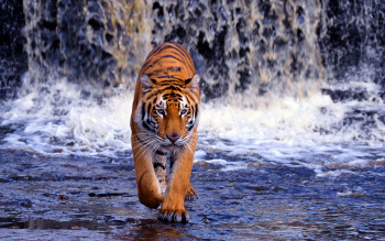 Tiger HD images Photo