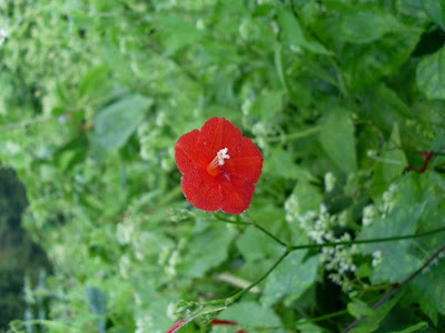 Scarlet Creeper Morning Glory - Ipomoea Coccinea