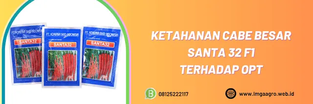 ketahanan,cabe besar,cabe merah besar,opt,organisme pengganggu tanaman,lmga agro