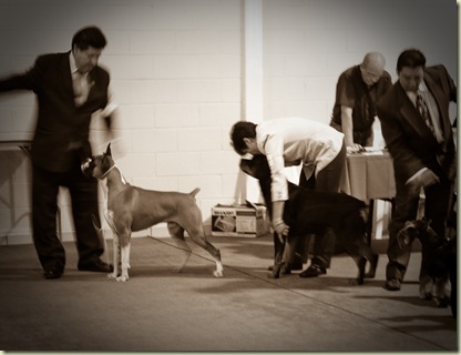 Expo_Canina84