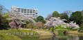 [写真] 小石川後楽園の桜