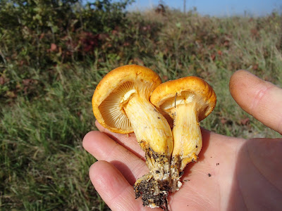 grzyby 2016, grzyby w październiku, grzyby przy drodze, grzyby wypatrzone z samochodu, Gymnopilus junonius łysak wspaniały, Laetiporus sulphureus żółciak siarkowy, twardziak tygrysi  Lentinus tigrinus