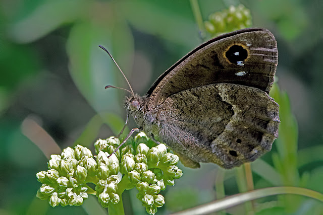 Satyrus ferula the Great Sooty Satyr butterfly