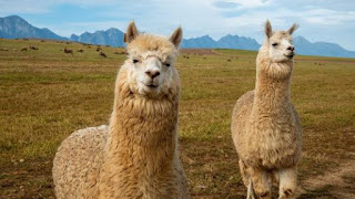 Why are llamas so popular