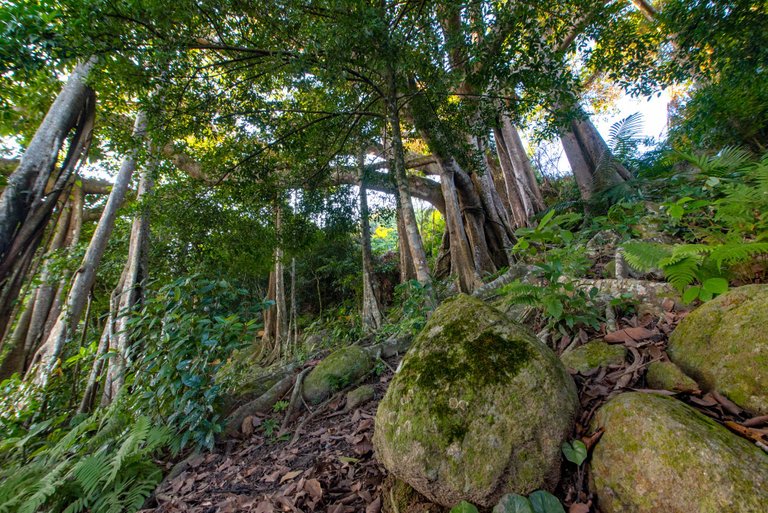 Thousands Year Banyan Tree