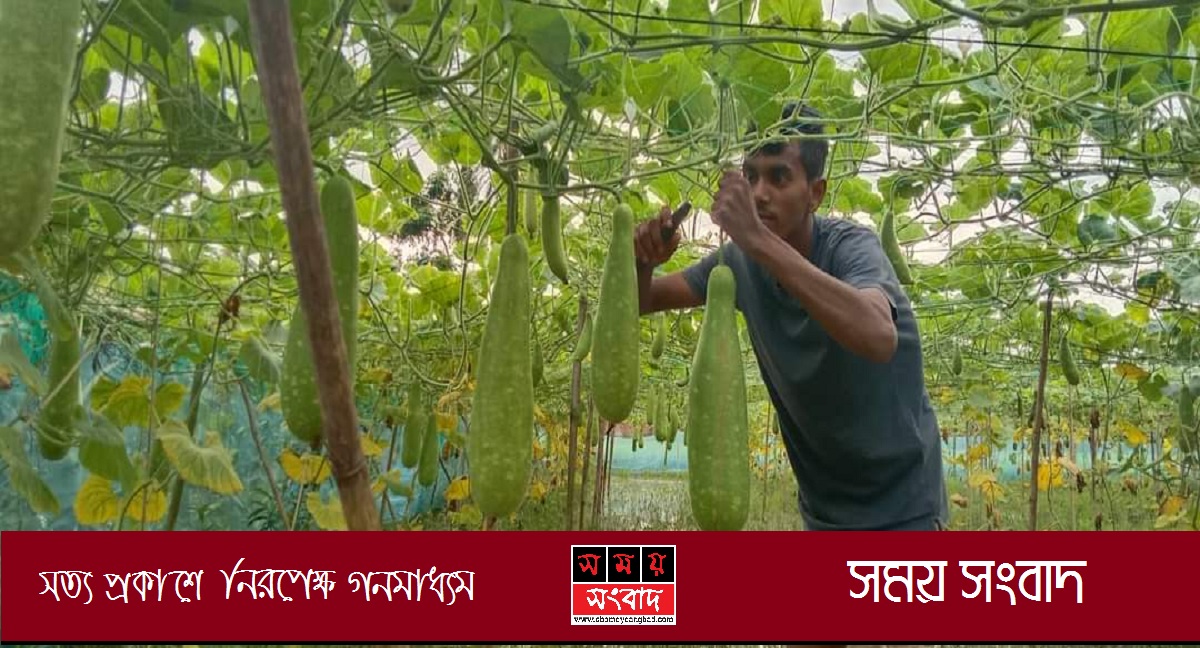 সালথায় লাউ চাষে শিক্ষার্থী আল আমিনের সাফল্য