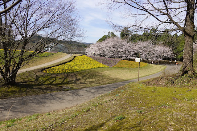 鳥取県西伯郡南部町鶴田 とっとり花回廊 花の丘