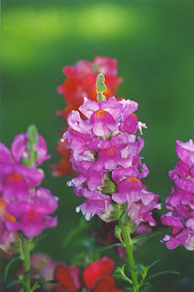 snapdragons