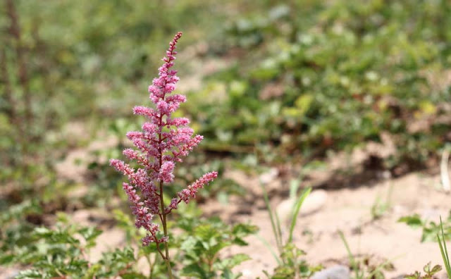 Astilbe Flowers Pictures