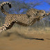 Cheetah Wallpaper 
