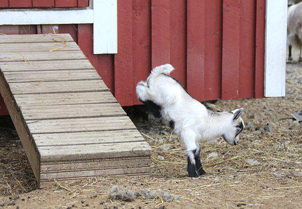 jumping goat, jumping goats, goats are jumping, goat jumping, beautiful jumping goat