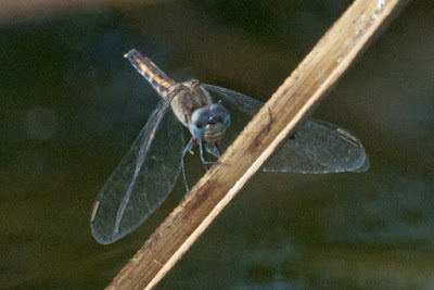 Little Blue Dragonlet (Erythrodiplax miniscula)