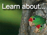 The World Parrot Trust