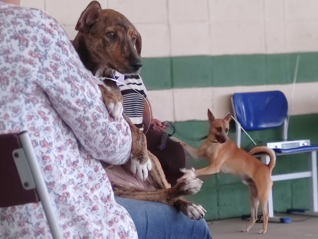 CASTRA MÓVEL: Em 3 Meses mutirão castra mais de 2 Mil Animais!