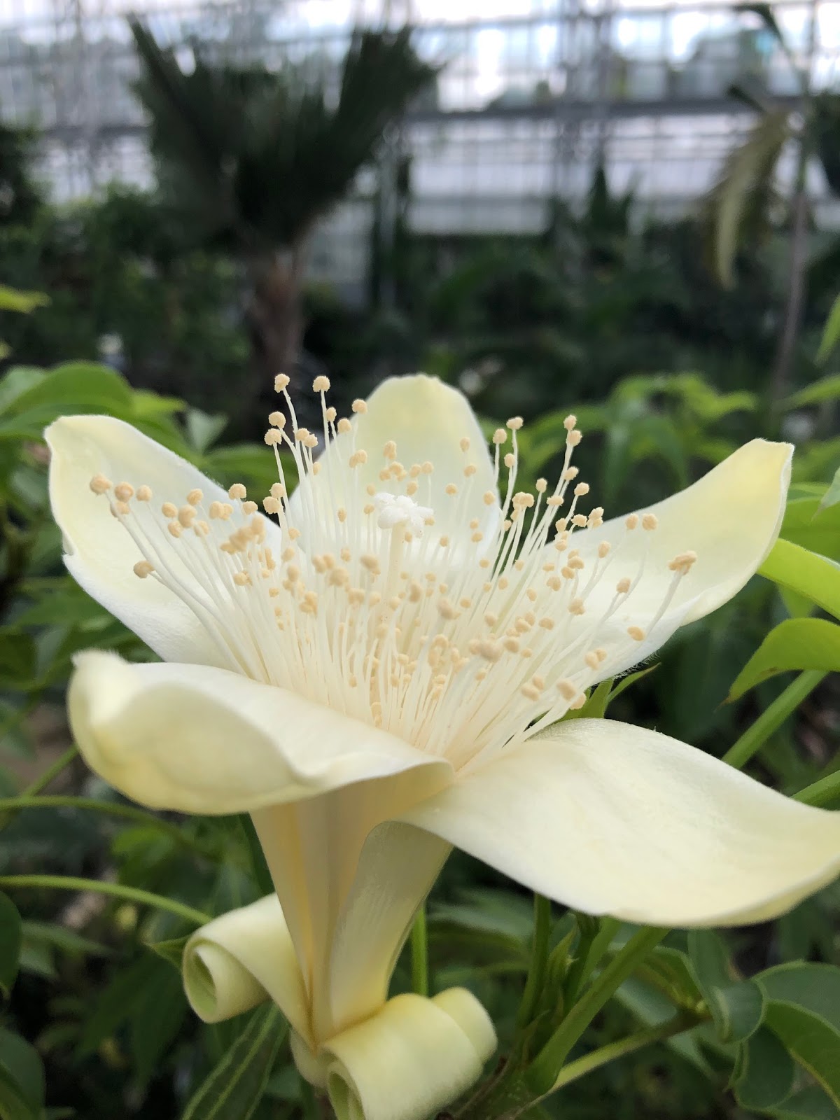 広島市植物公園ブログ バオバブの花 その後