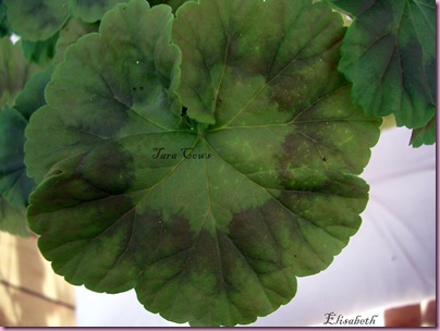 Pelargoner okt 09 046