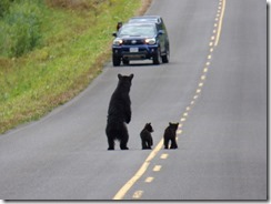 Mama Bear takes on car to protect two cubs, Cassiar Highway