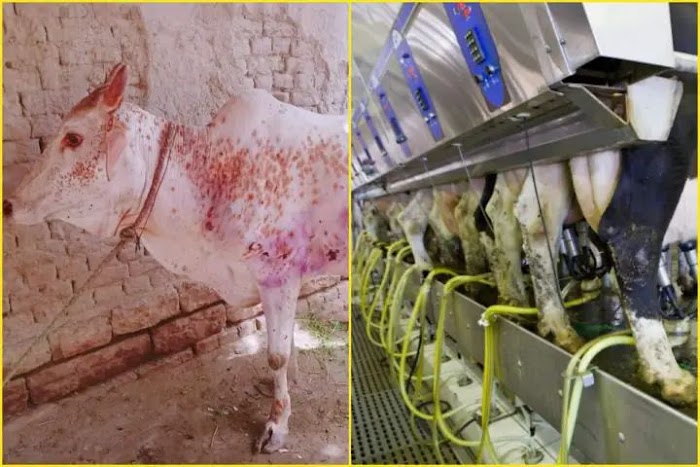 अब लंपी वायरस का बढ़ता प्रकोप , पांच राज्यों में पसारे पैर , केंद्रीय मंत्री ने संक्रमित गायों से दूध नहीं पीने की अपील 