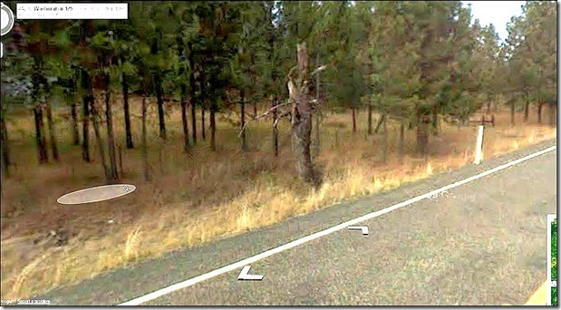dead tree Washington State