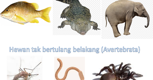 Hewan Vertebrata dan Avertebrata (Invertebrata) - Berbagi 