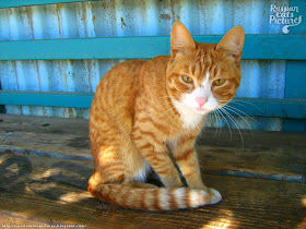 Orange-Eyed Red Mackerel Tabby with White Happy Cat